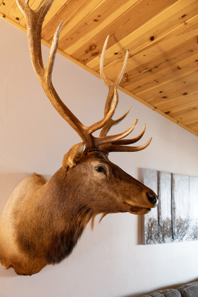 Pinetop Cabin Rental Living Room Deer Trophy